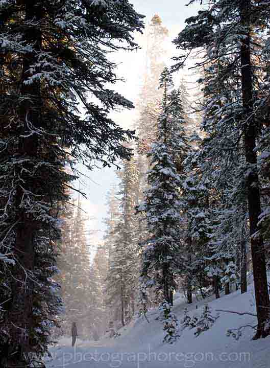 Oregon snowy forest 