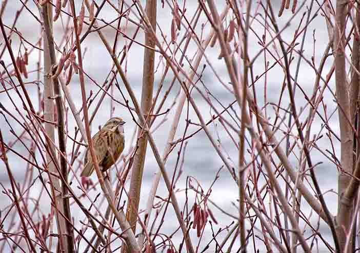 Song Sparrow