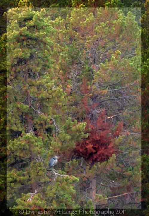 Great Blue Heron in Tree