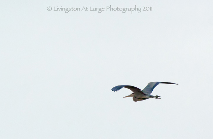 Great Blue Heron Flying