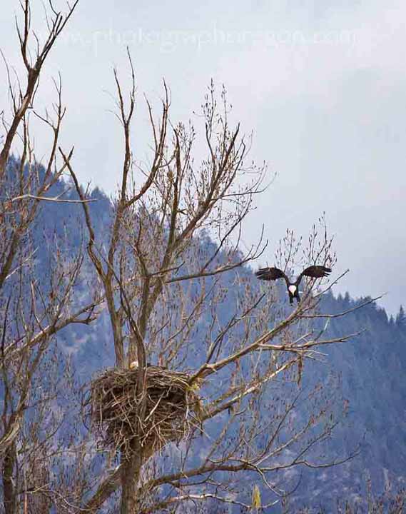 Bald Eagle Nest