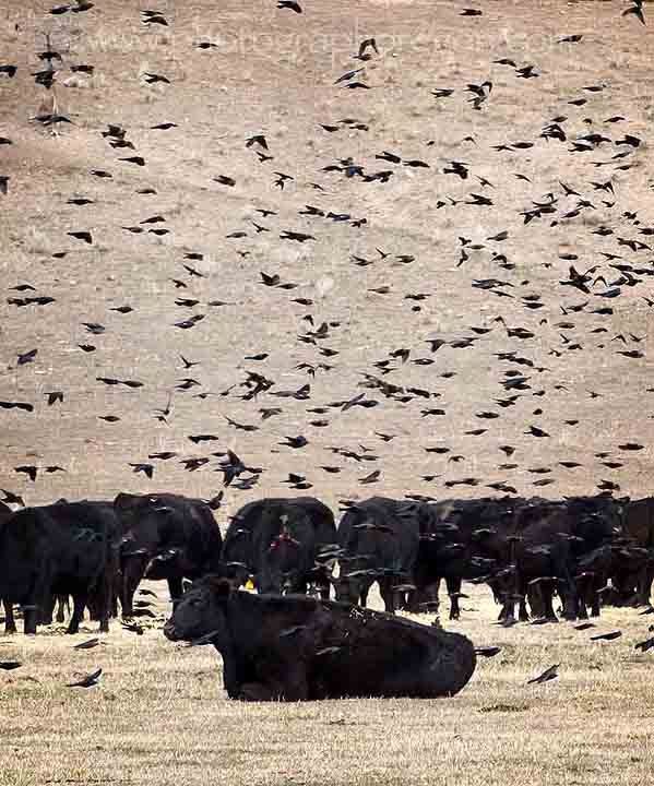 Blackbirds and cows