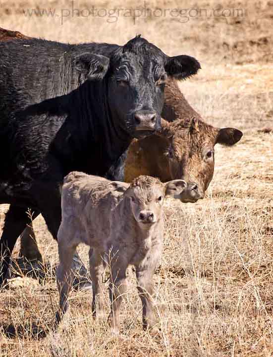 Cows Cows