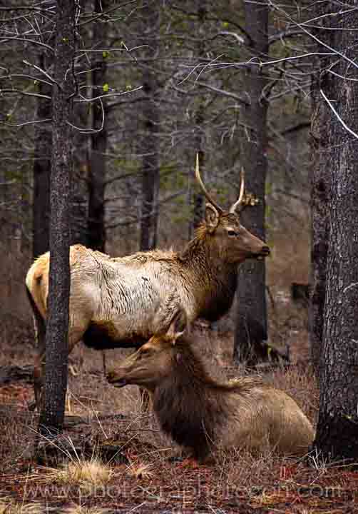 Oregon elk male and female Oregon elk male and female