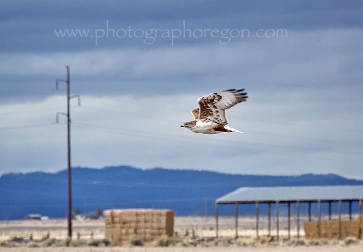 Ferruginous Hawk in Oregon