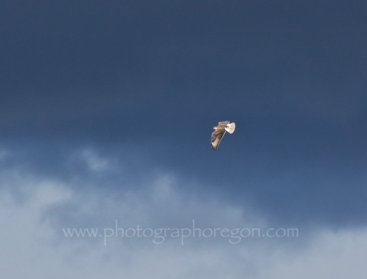 Ferruginous hawk in storm