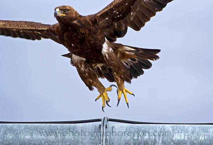 Oregon golden eagle