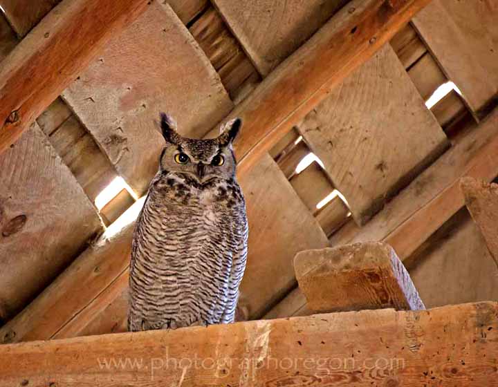 Great Horned Owl in barn