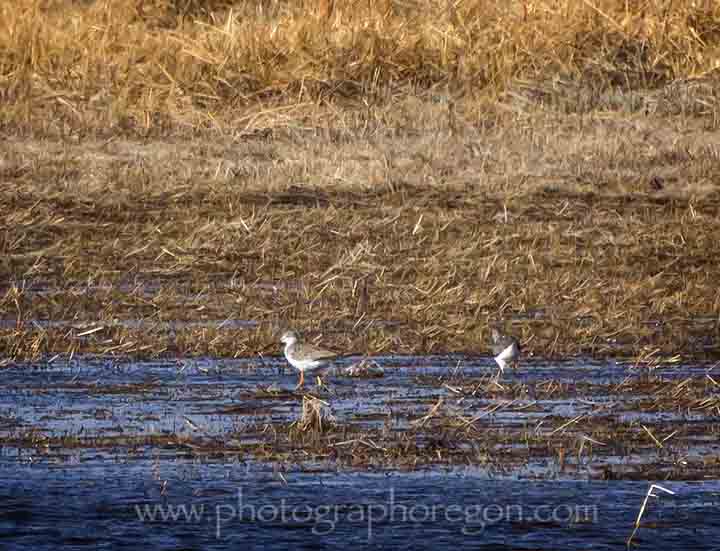 Oregon greater yellowlegs