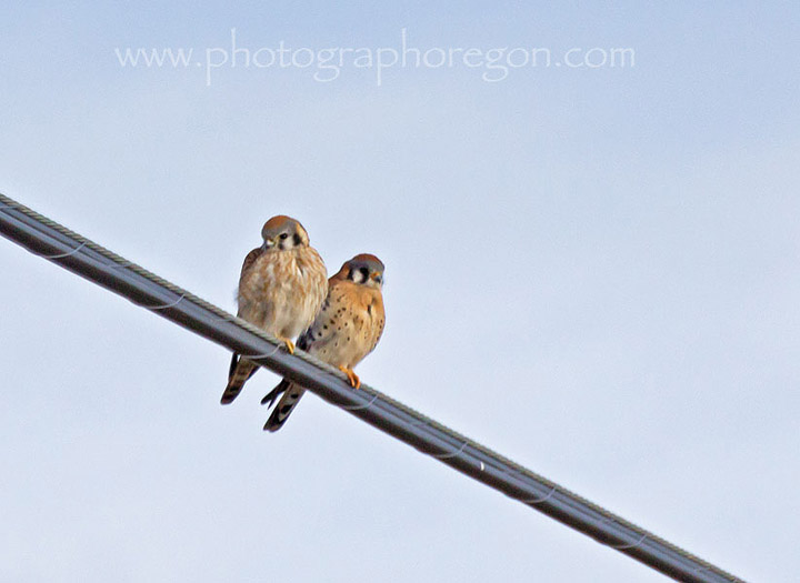 Pair of Kestral Falcons Pair of Kestral Falcons