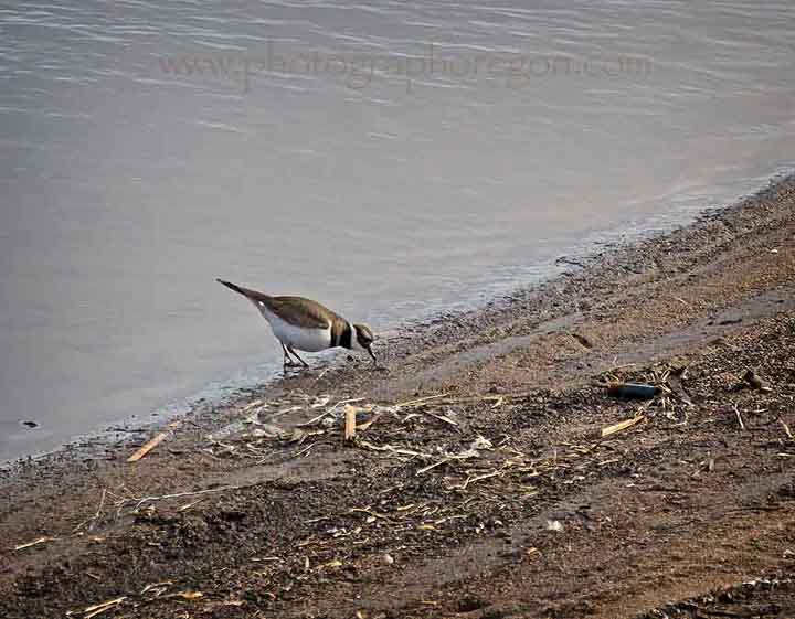 bird-Killdeer