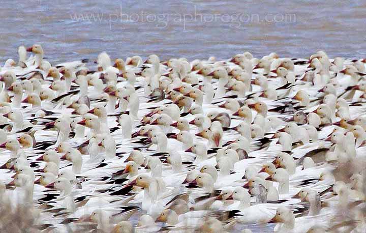goose migration Summer Lake Oregon goose migration Summer Lake Oregon