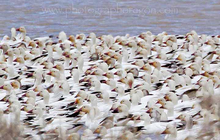 goose migration Summer Lake Oregon