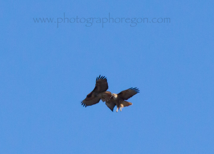 Red-tailed Hawks sparing Red-tailed Hawks sparing