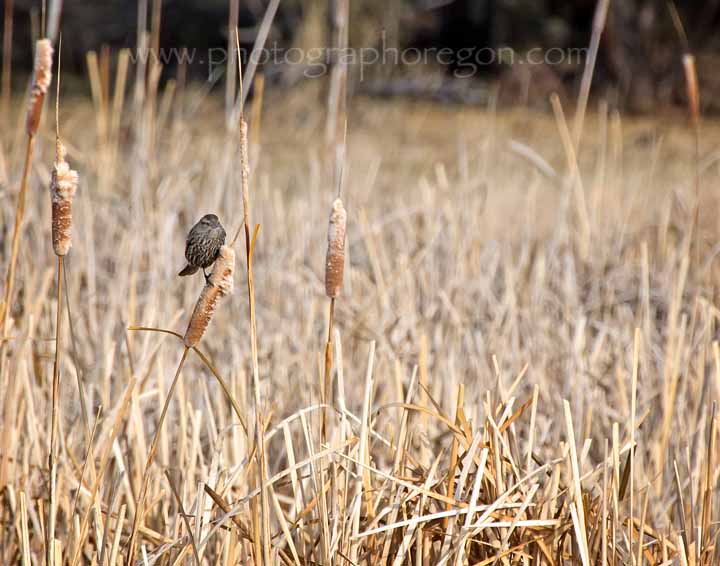 Red-winged Blackbird female Red-winged Blackbird female