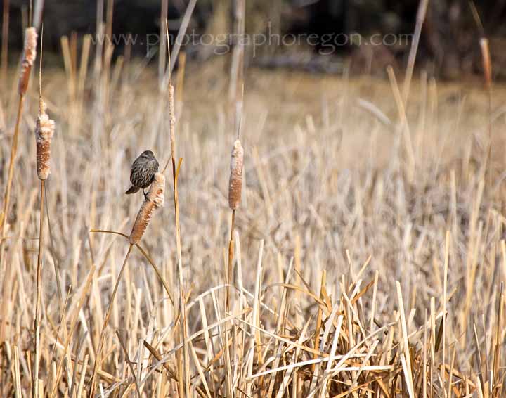 Red-winged Blackbird female