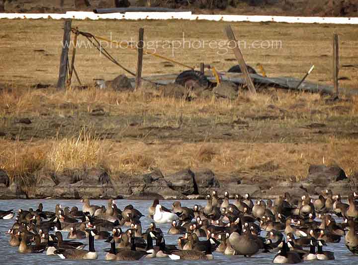 Oregon geese Oregon geese
