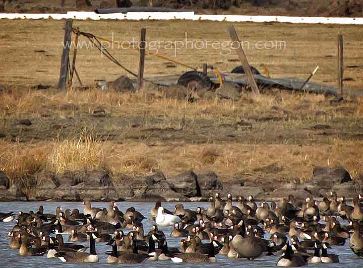 Oregon geese