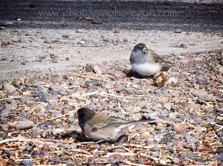 Oregon junco slate colored