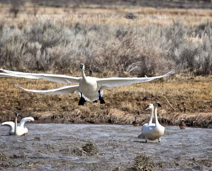 Summer Lake Oregon Snow Geese Summer Lake Oregon Snow Geese