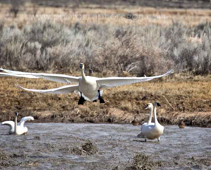 Summer Lake Oregon Snow Geese