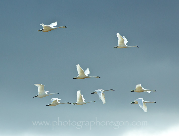 Summer Lake Oregon Snow Geese flying