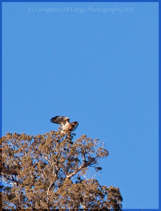 red tailed hawk landing