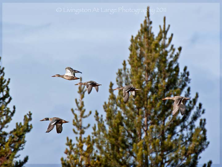 shoveler ducks