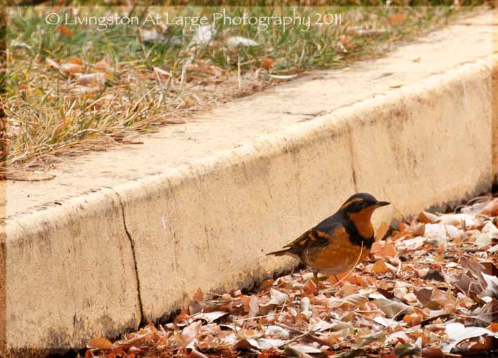 Oregon birds varied thrush