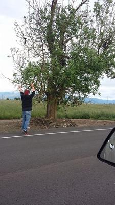 Peoria Road Shoe Tree