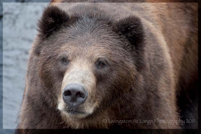 Brown bear