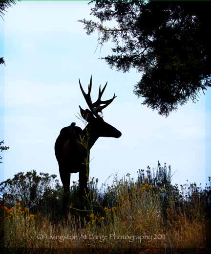 Buck Buck