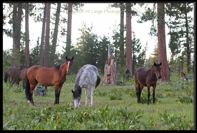 Wild Horses and Donkeys