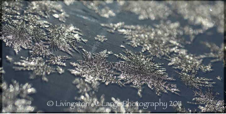 macro snowflakes macro snowflakes