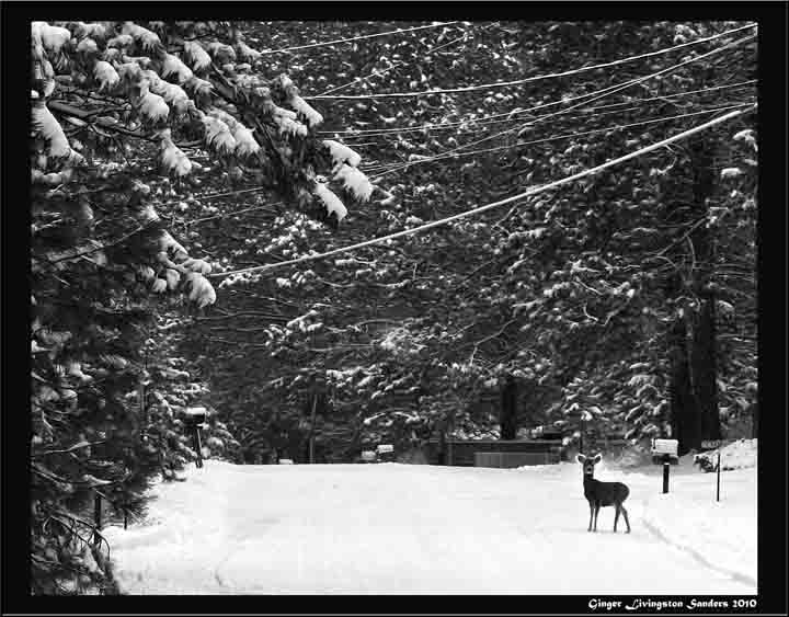 Oregon winter deer Oregon winter deer