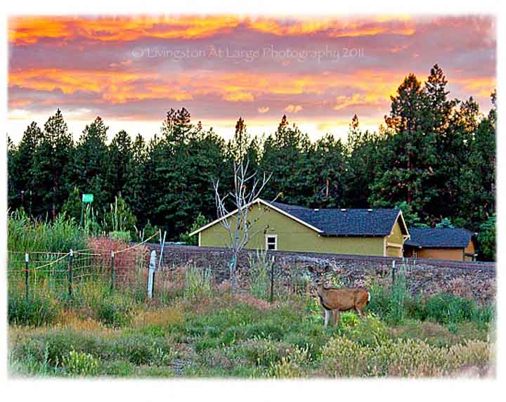 Spring yard deer Spring yard deer