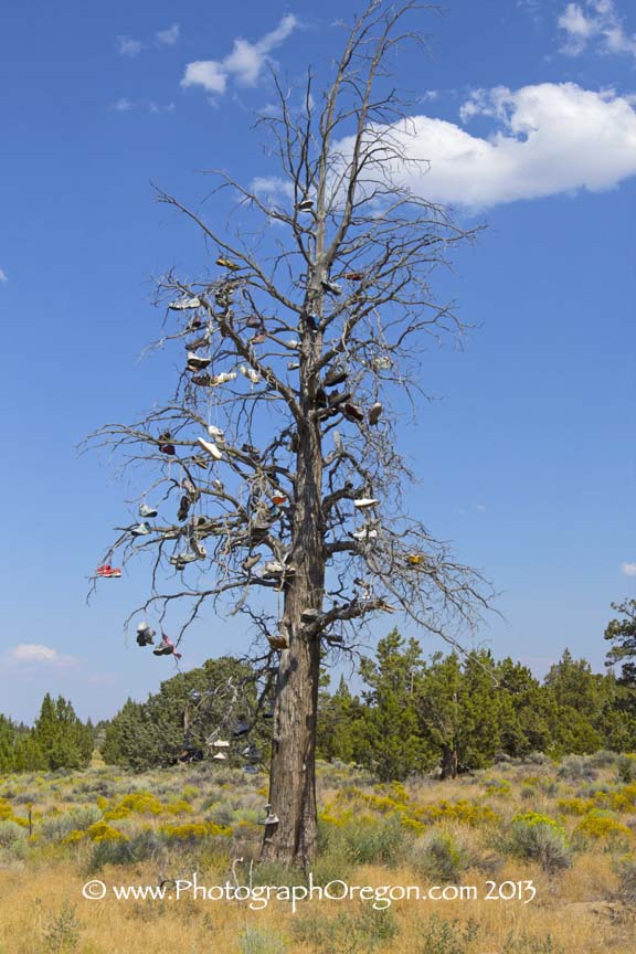 Oregon Shoe Trees