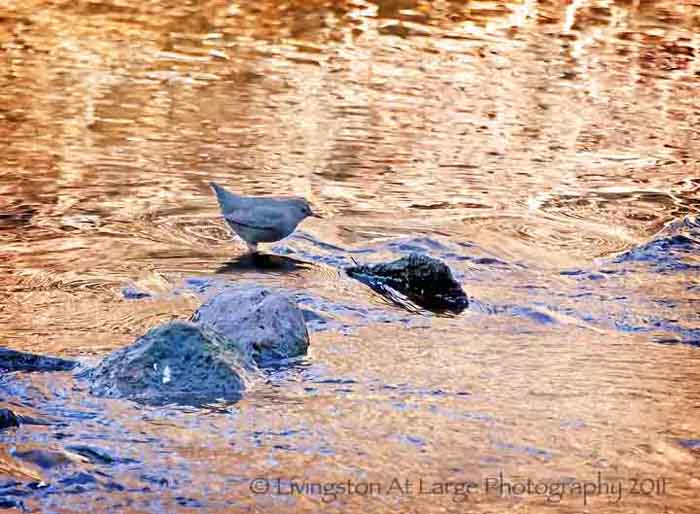 Oregon bird-dipper in water Oregon bird-dipper in water