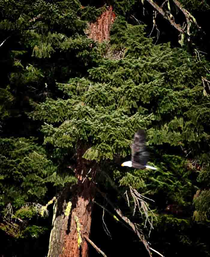 Oregon-birds-eagle flying