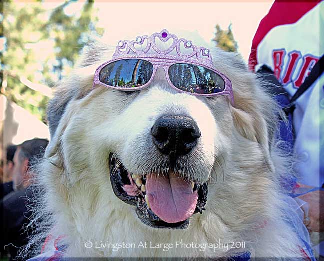 Bend Oregon princess dog