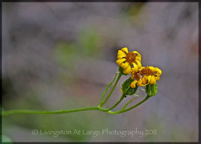 Crater Lake yellow wildflowers Crater Lake yellow wildflowers