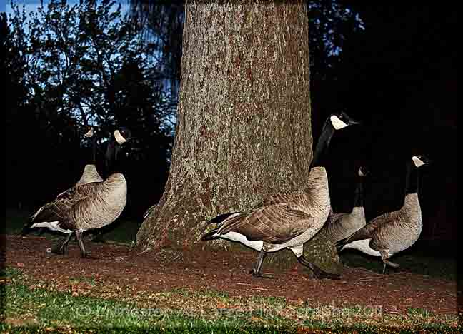 Drake Park Geese