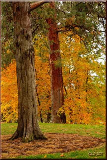 Drake Park Autumn Trees