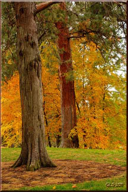 Drake Park Autumn Trees Drake Park Autumn Trees