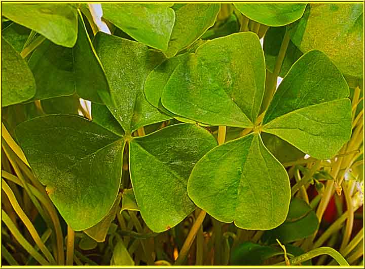 Saint Patrick-Shamrocks