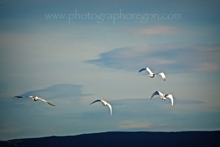 tundra swans flying