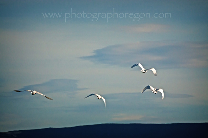 tundra swans flying