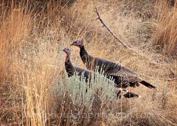 Mitchell Oregon turkeys
