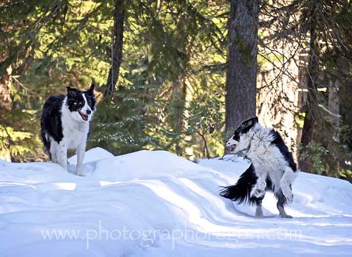 Border Collies in Snow