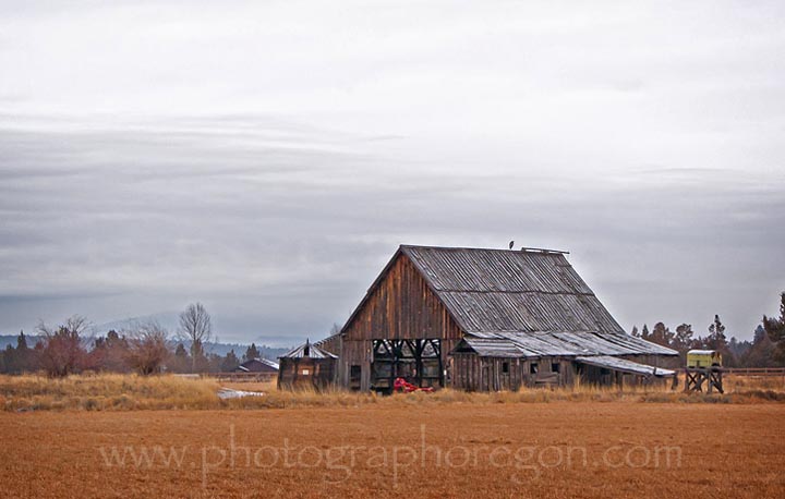  Great Blue Heron on Barn